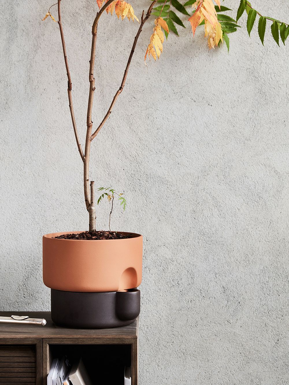 Northern Oasis planter