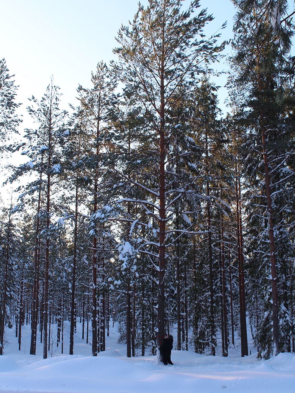 Little Finlandia pines