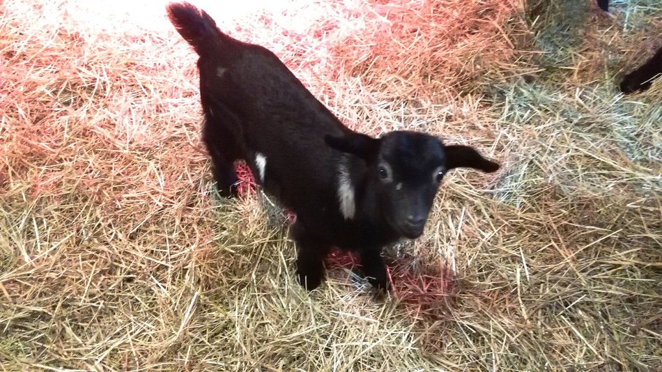 Babygeit Bostalsee geboren