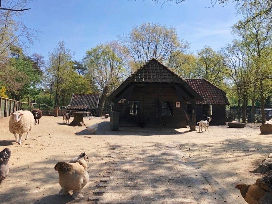 https://flockler.com/thumbs/sites/335/kinderboerderij2-het-meerdal-ed9692a3-4df4-4c2c-b205-c58bf2b6e538_s600x0_q80_noupscale.jpg