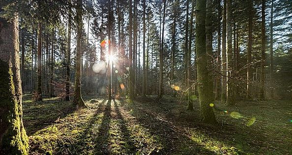 Trees