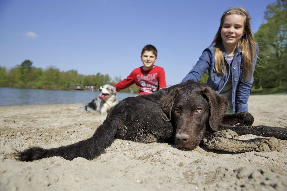 Hond en kinderen