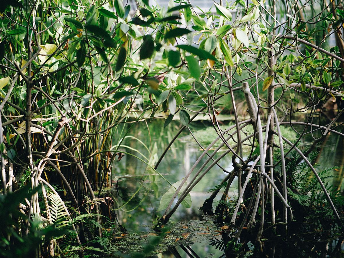 La mangrove en Martinique