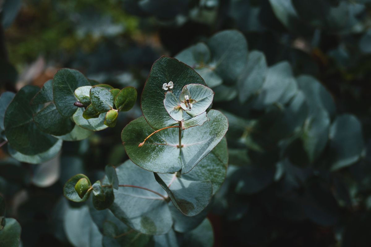 La nature à Madère