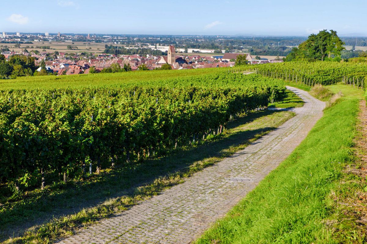 Vignes d’Alsace avec chemin pavé menant vers un village pittoresque, destination idéale pour un séjour senior alliant nature, culture et gastronomie.