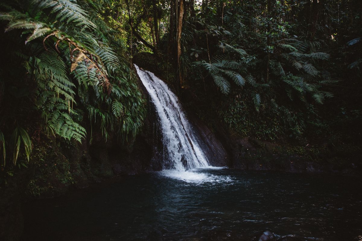 Petite cascade au milieu d’une forêt tropicale tombant dans un bassin d’eau sombre entouré de végétation dense et verdoyante.