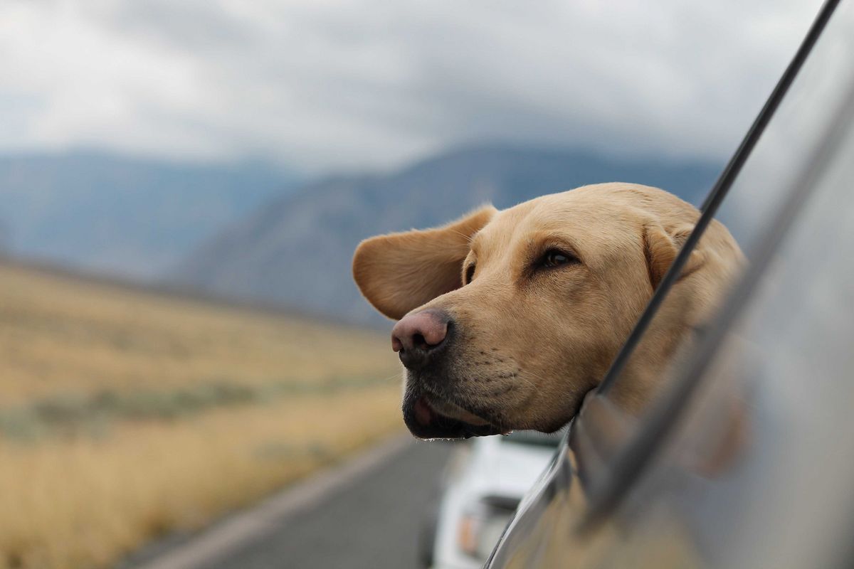 Voyager avec son chien sur un long trajet en voiture