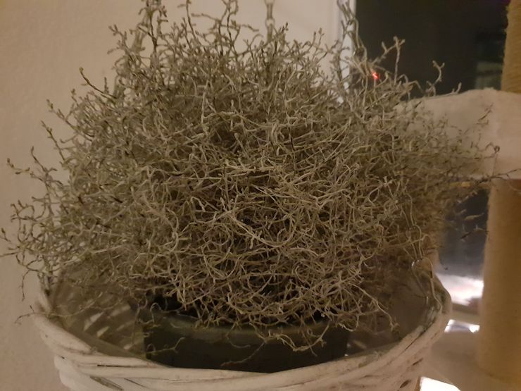 Automaattiasetuksilla otettu hämäräkuva Galaxy S9+:lla.