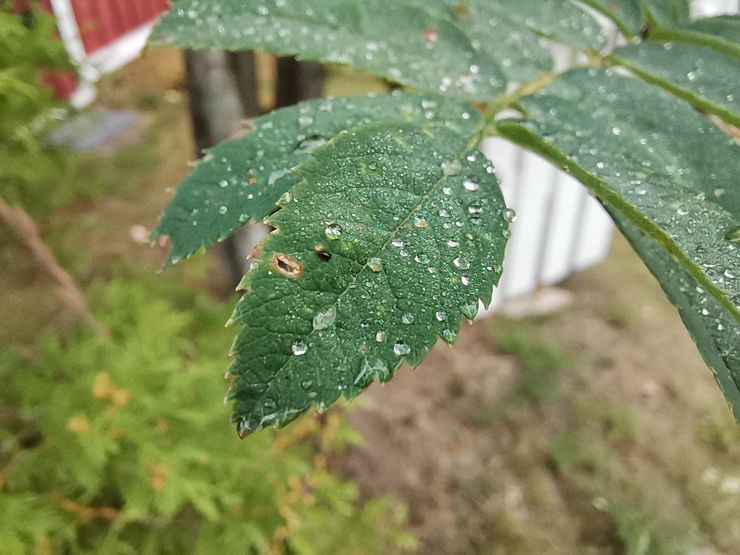 Honor 20:ssä on myös erillinen makrokamera lähikuvia varten. Tässä esimerkkiotos.