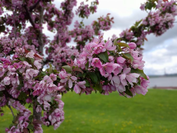 Bokeh-tyylinen kuvattavan kohteen ja taustan rajaus toimii Zenfone 6:lla todella hienosti.