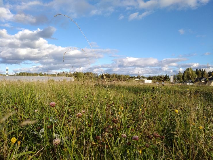 Päivänvalossa Mi A2 Liten kamera tuottaa hyvää jälkeä.