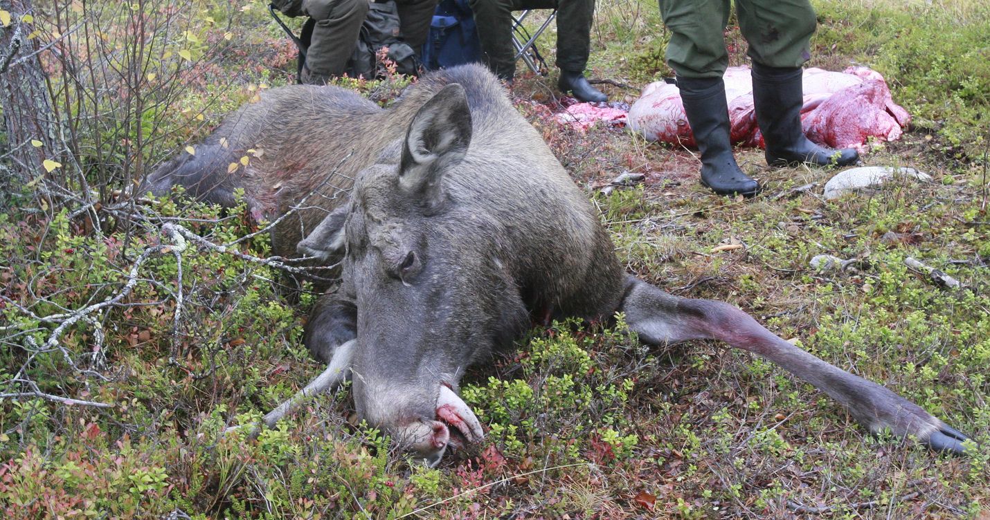 Tähän asti ajavan koiran säkäkorkeus on saanut olla korkeintaan 28 senttimetriä. Nyt mittaa ollaan nostamassa 39 senttiin. Hirvenmetsästykseen suunnitellaan uudistusta. Eläimen voisi kaataa jousella.