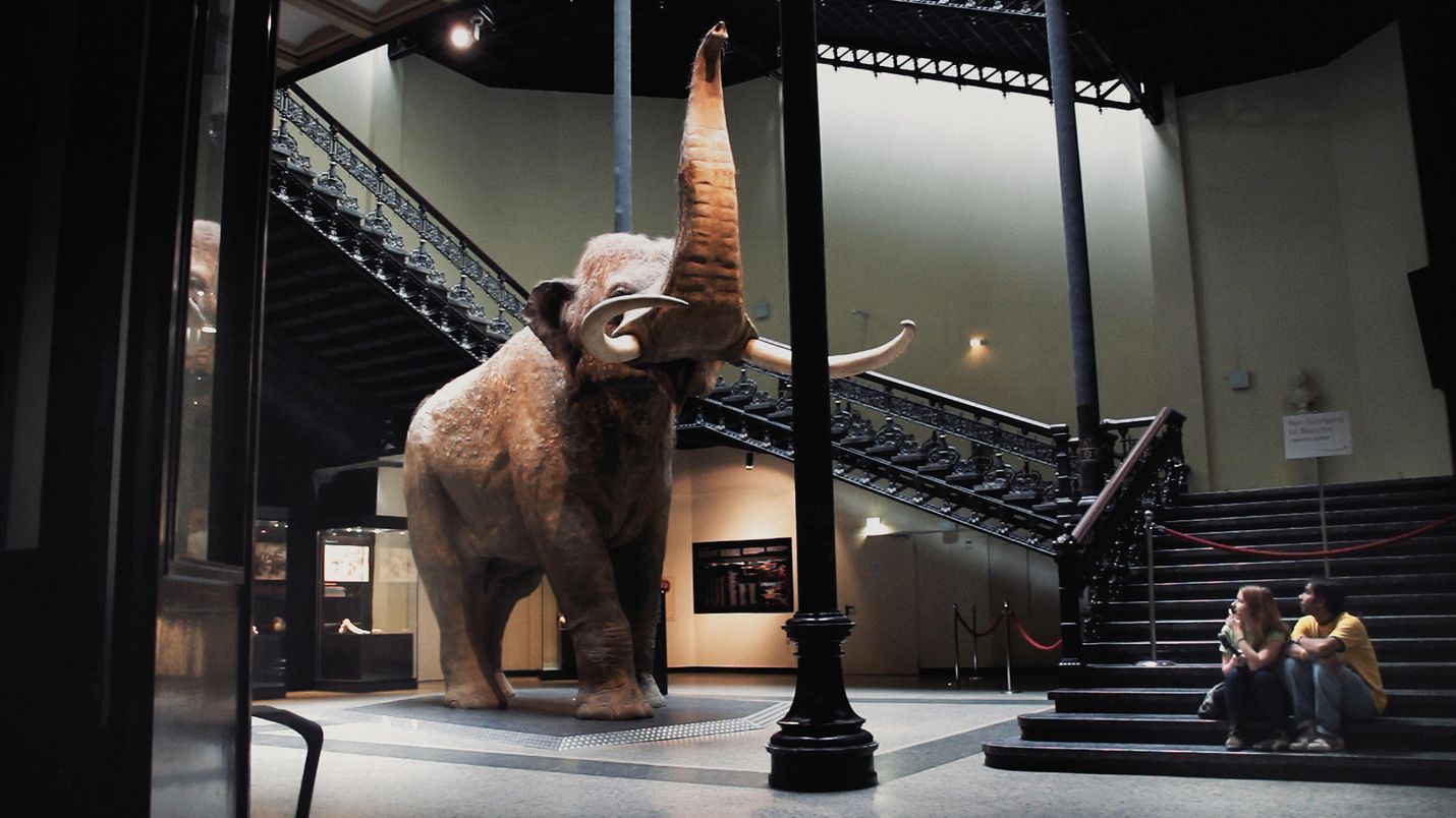 Luonnontieteellisissä museoissa on näytillä eläimiä, joita suuri osa ihmisistä ei näe koskaan luonnossa.