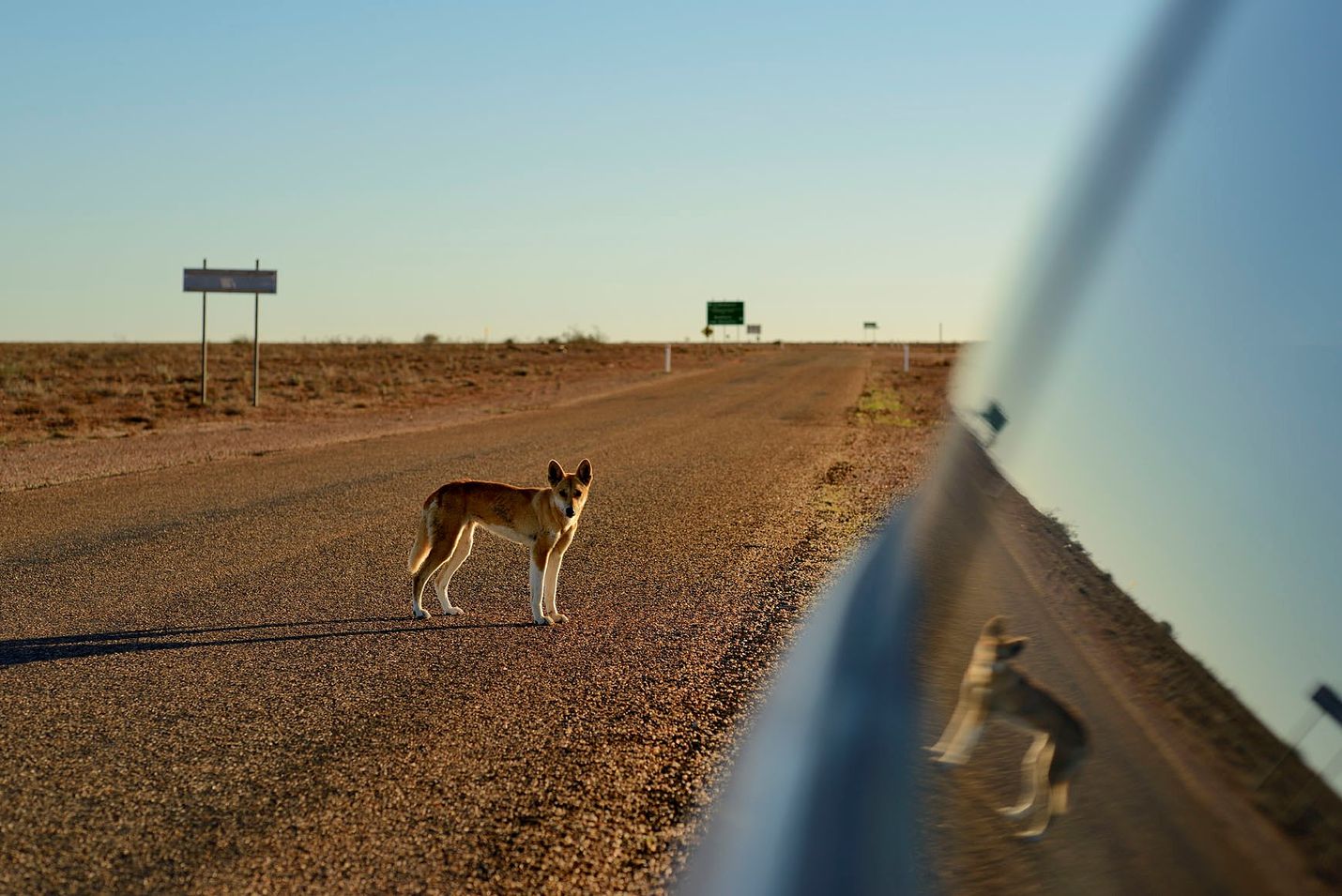 Dingot viihtyvät enimmäkseen omissa oloissaan, mutta tämän vuoden aikana Australiassa on ollut jo kolme dingojen hyökkäystä. Niissä kahdessa on ollut osallisena lapsi.