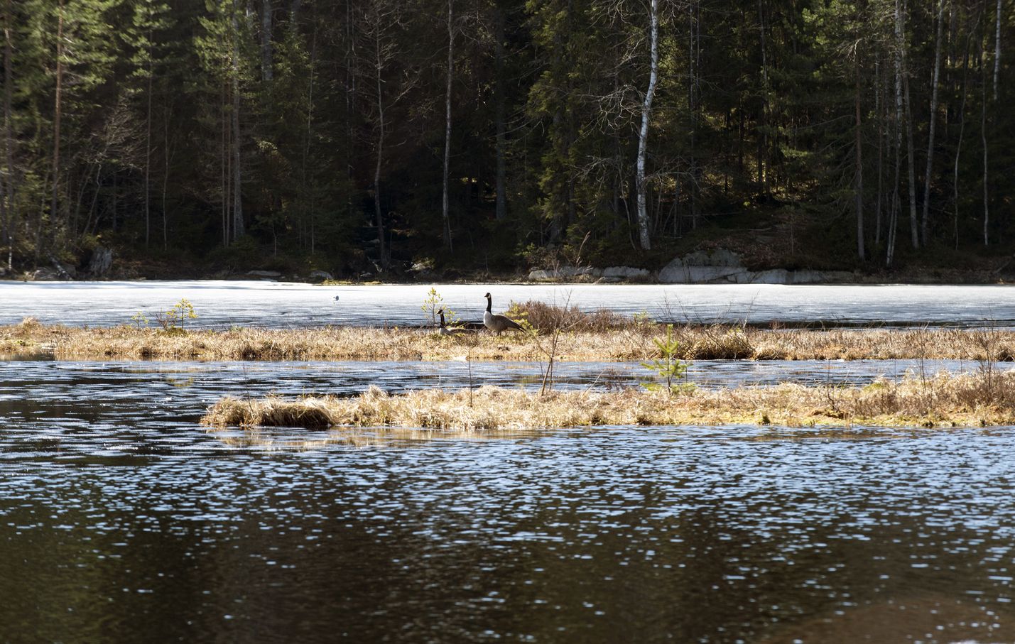 Nämä kanadanhanhet kuvattiin vuosi sitten Nuuksiossa.