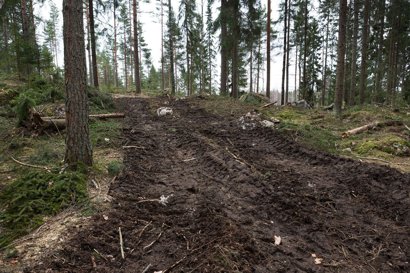 Biojalostamon raaka-aineen käytetään puuta. Kuvituskuva.