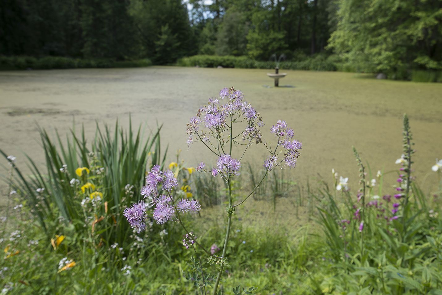Ylälammen lumpeiden alla käy kuhina, kun ruutananpoikaset herkuttelevat veden pintaa pilkuttavaa pikkulimaskaa.