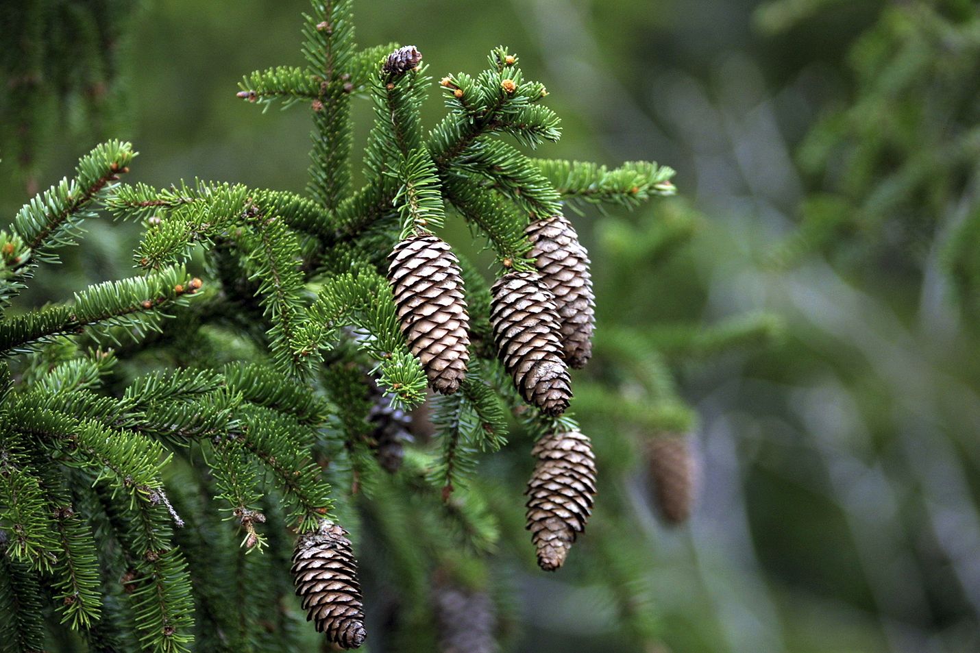 Science-lehden mullistava metsittämistutkimus antaa toivoa – maailmanloppu  on peruttu, suomalainen metsänomistaja on ilmastosankari