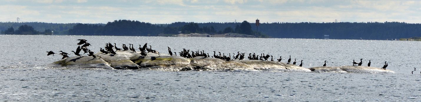 Kirjoittaja kysyy, merimetsotko ovat saarten pilaajia Petäjästen louhintojen ja Järviluodon merentäytön rinnalla.