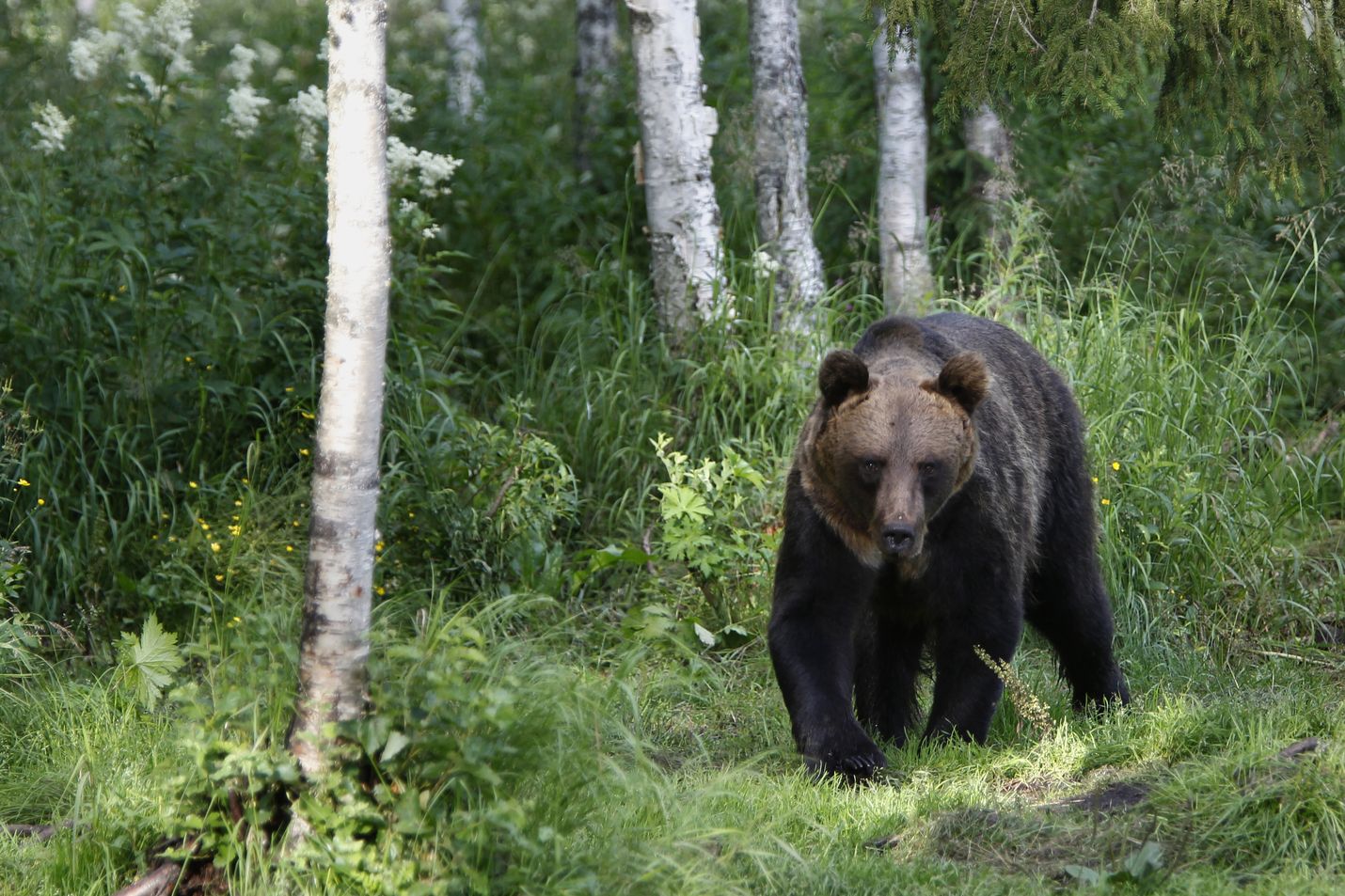 Karhu ei käy ihmisen kimppuun ilman syytä. Kuva on arkistokuva.