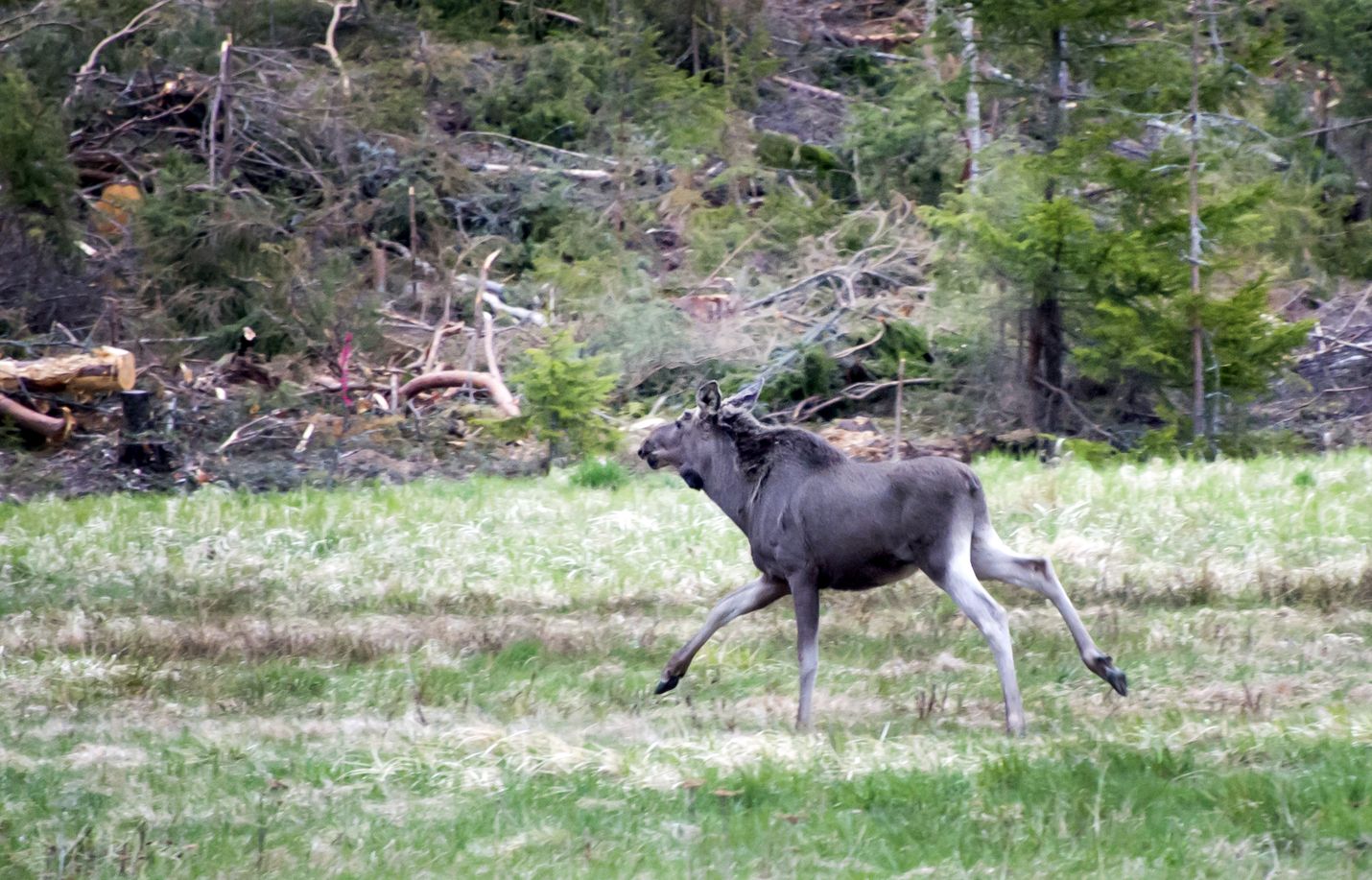 Kirjoittaja ihmettelee metsästyslain rikkomistapausta Kuivalahdella.