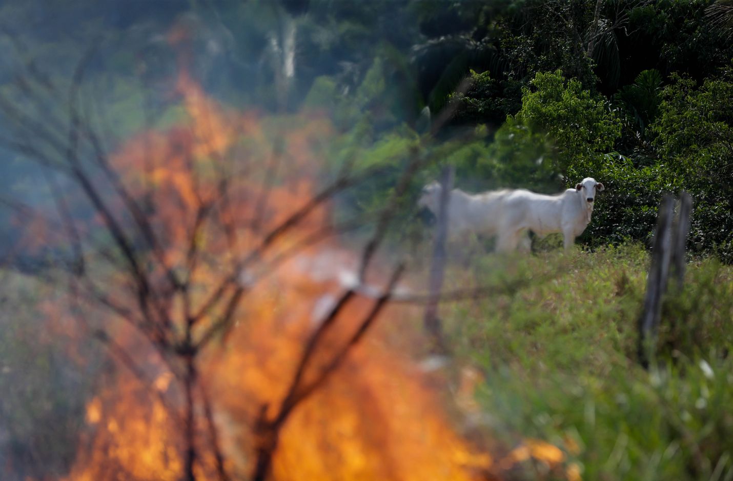 Lehmät katselevat kun metsä palaa Manicoressa, Brasilian Amazonasin osavaltiossa syyskuun alussa.