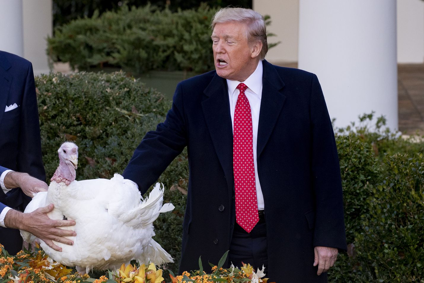 Ennen kiitospäivää Yhdysvaltain presidentti Donald Trump armahti kalkkunan perinteiseen tapaan Valkoisessa talossa.