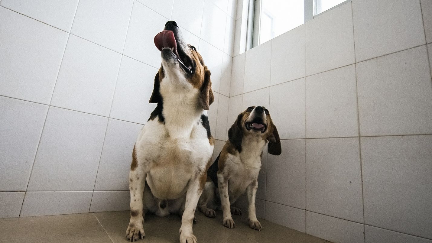 Vasemmanpuoleinen beagle on Hercules, jonka perimää on muokattu. Siitä on poistettu geeni, joka hillitsee lihasten kasvua.