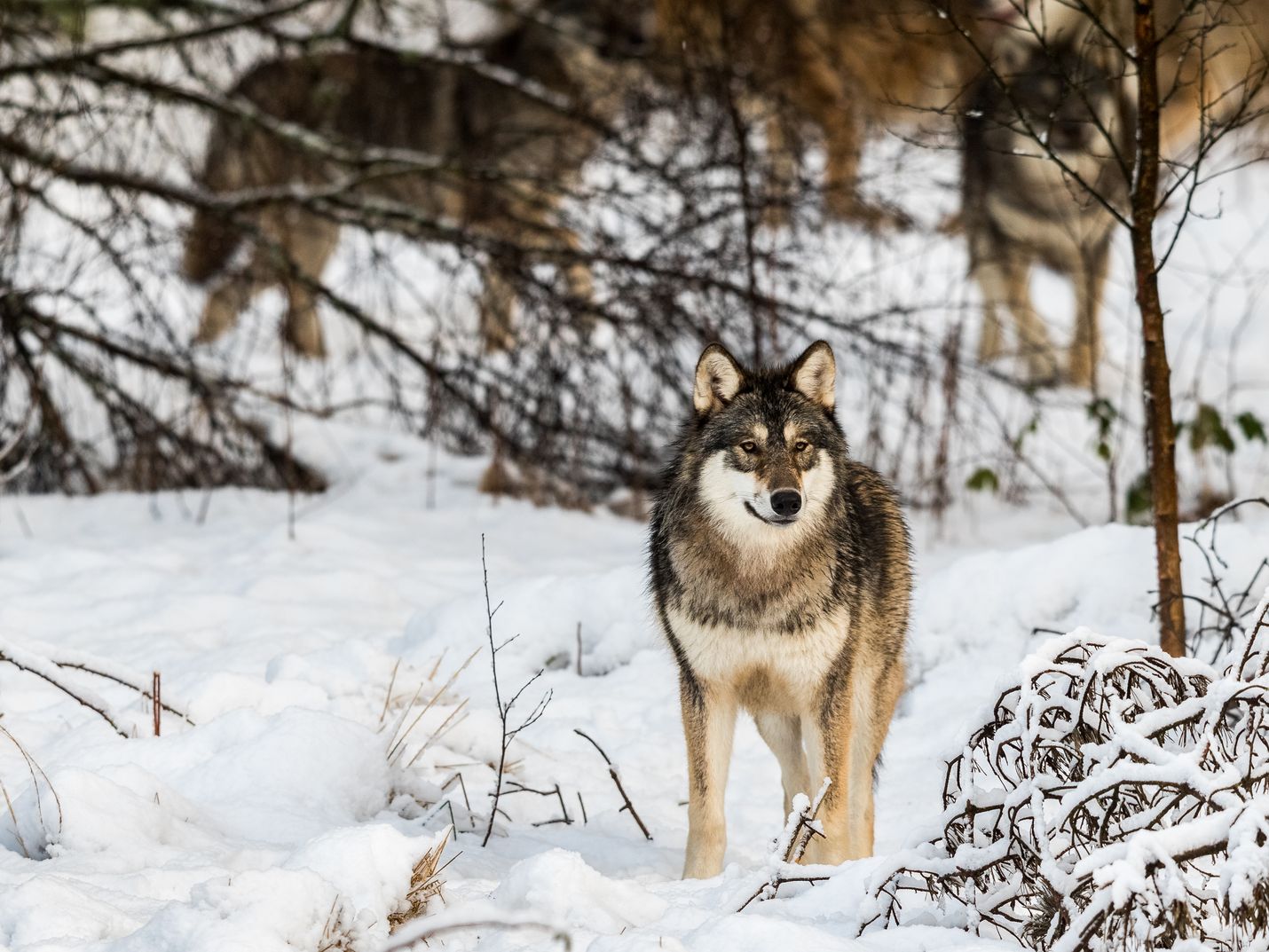 Ruotsin ja Norjan eli Skandinavian susikantaa uhkaa sisäsiittoisuus, ellei Suomesta pääse alueelle riittävästi susia. Susikannan suotuisan suojelun tasoakin voitaisiin arvioida useamman maan alueella.