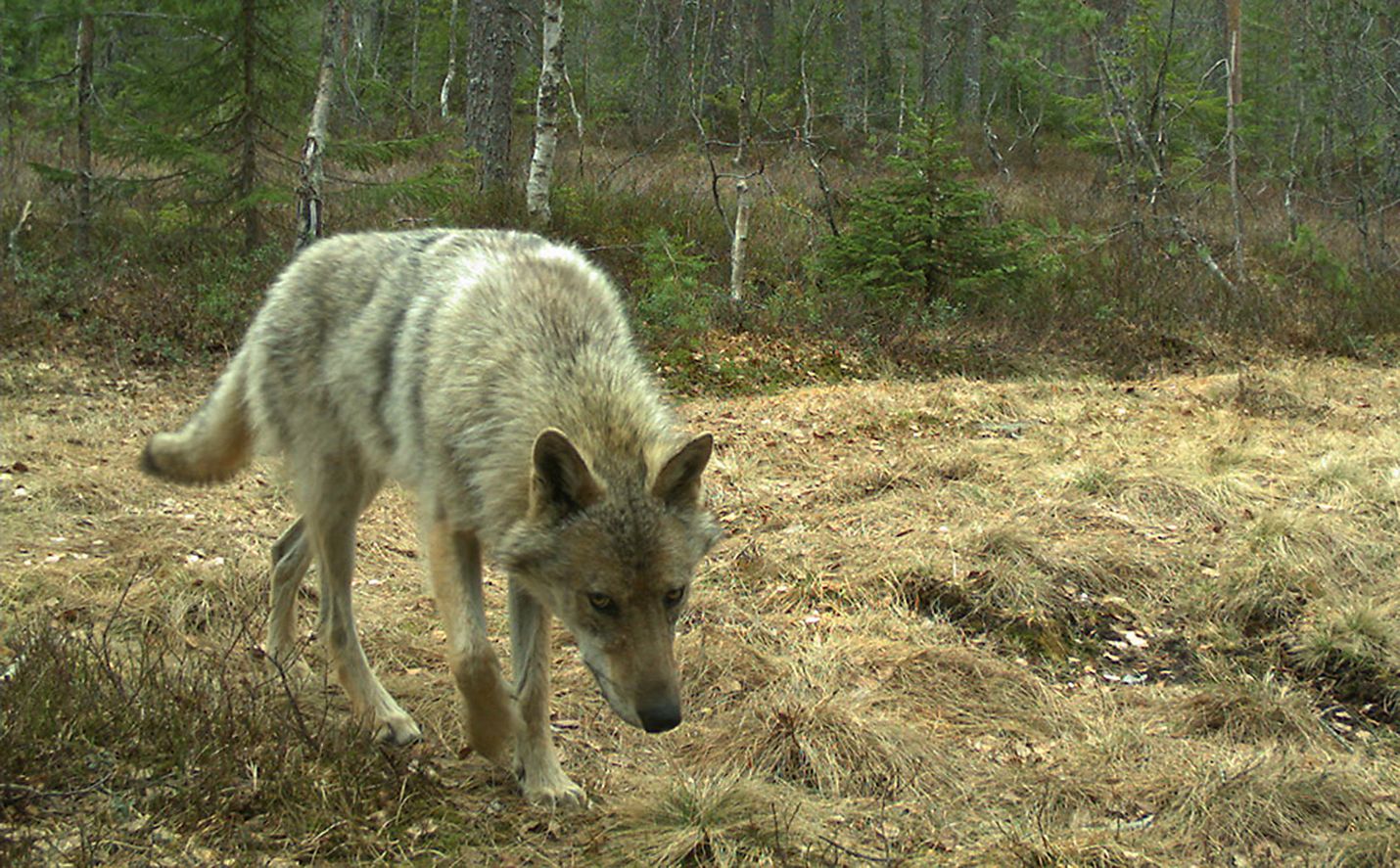 Norjan ja Ruotsin susikanta on tutkijoiden mukaan saanut alkunsa Suomesta ja Venäjältä vaeltaneista susista. Norjassa velloo myös siirtoistutushuhuja Suomen tapaan. Tämä susi tallentui norjalaisen tutkimusinstituutin riistakameraan toukokuussa.