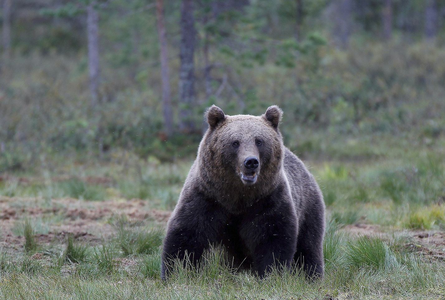 Mehiläistarhaajat vetoavat: Älä totuta karhuja hunajan ja siirapin makuun –  valtio korvaa vuodessa yli sata mehiläisvahinkoa