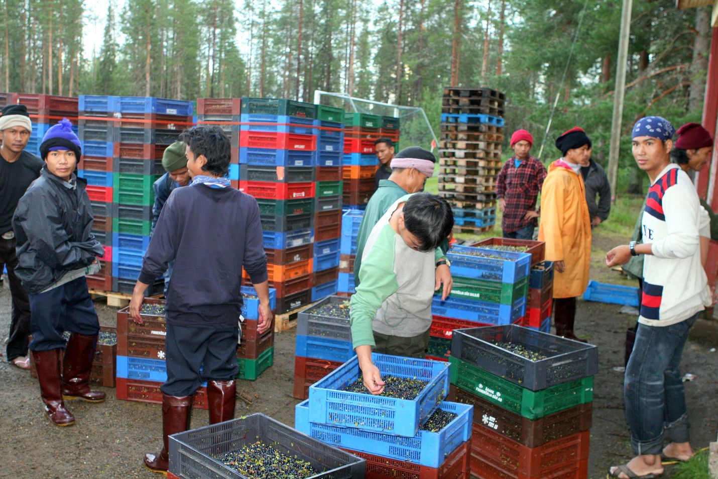 Ulkomaalaiset - pääosin thaimaalaiset - poimivat Suomessa kerätyistä luonnonmarjoista viime vuonna noin 92 prosenttia.