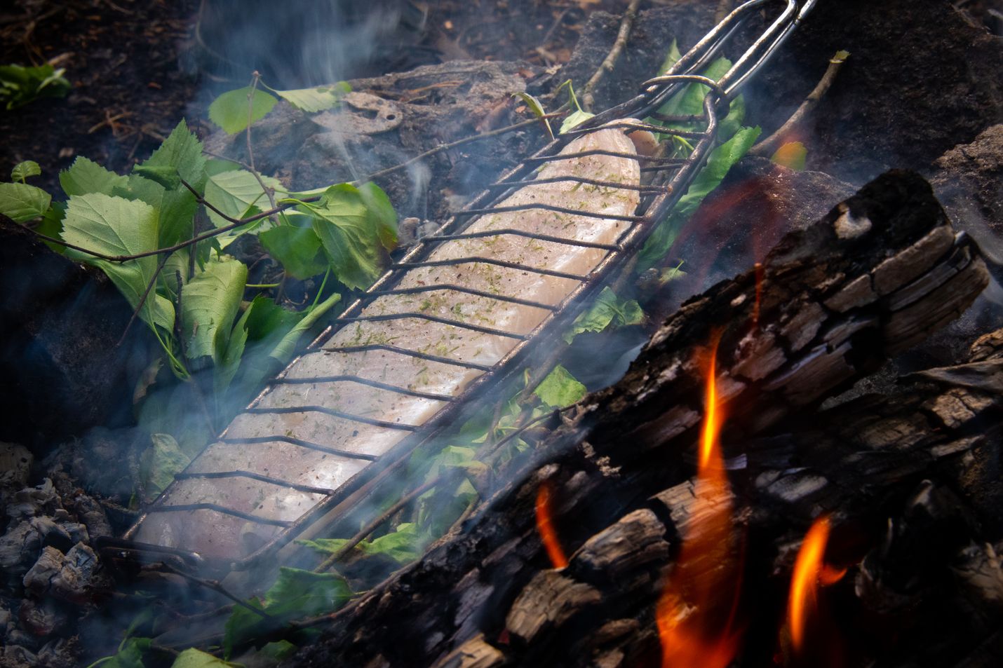 Koivunlehtipeti tuo halsterissa hiilloksella paistettuun siikaan saunanvihtamaisen aromin, joka korostaa oivallisesti kalan omaa makua.