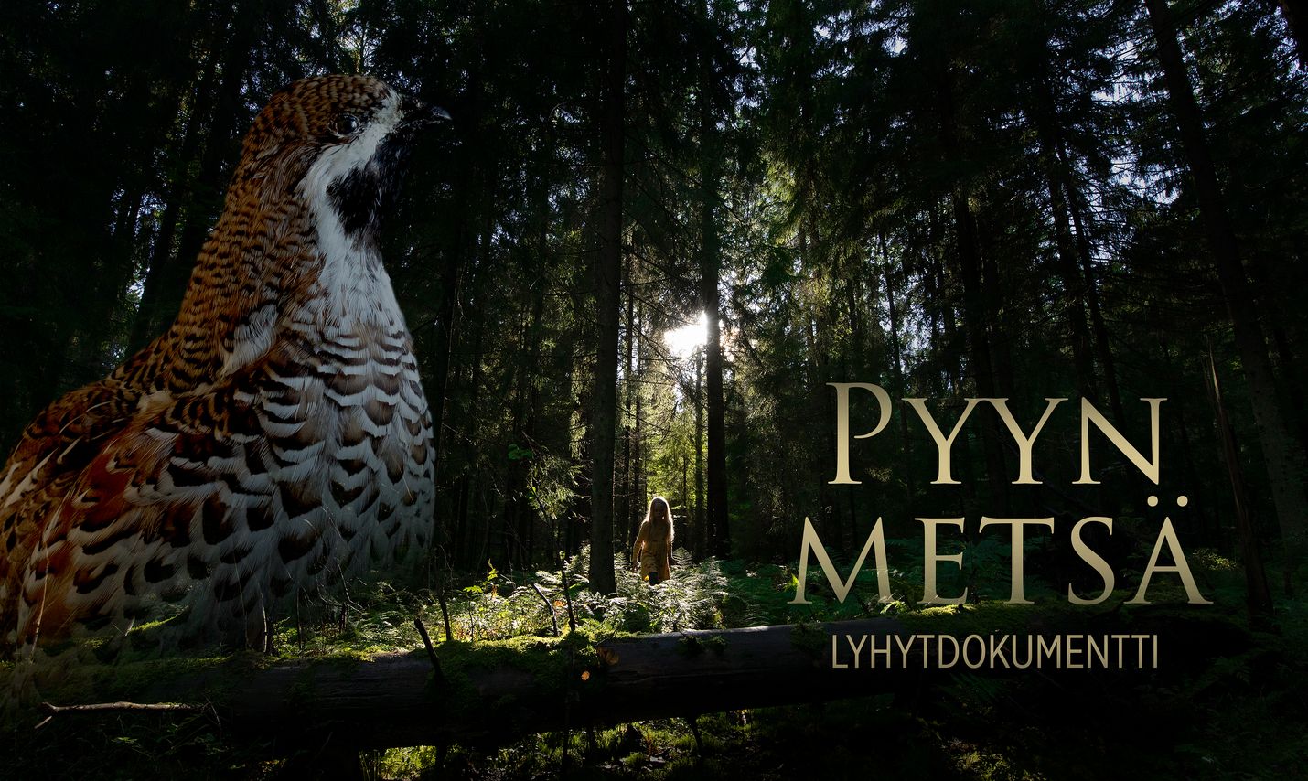 Pyyn metsä -dokumenttielokuva kuvaa pyyn kautta luonnon tilaa.