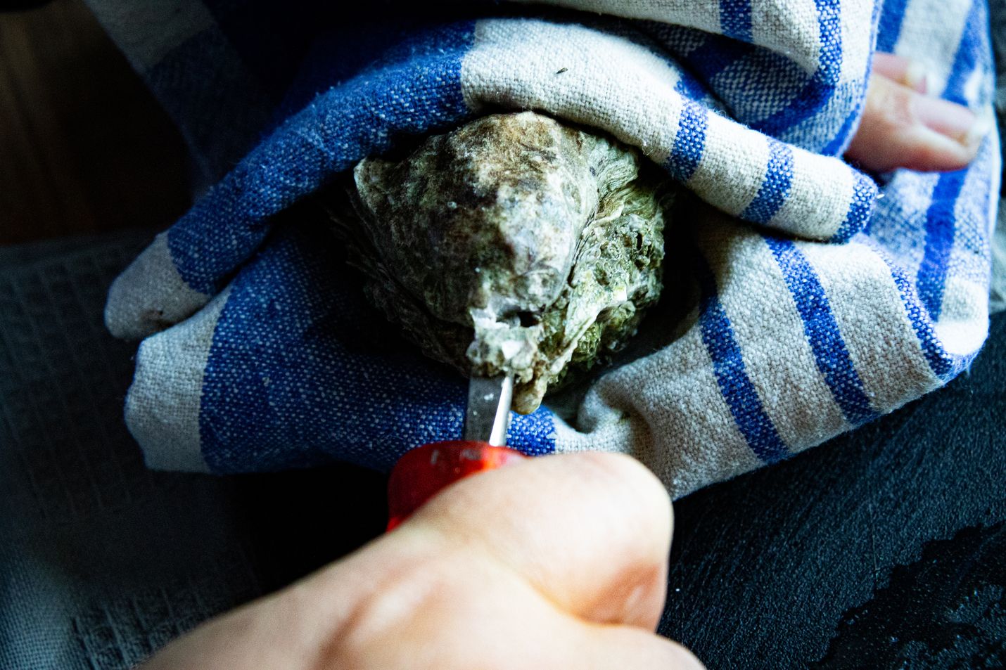 Kääri osteri keittiöpyyhkeeseen kuperampi puoli alaspäin ja ota siitä tukeva ote. Työnnä tasapäinen ruuvimeisseli osterin aukkoon ja nytkyttele sitä hetken aikaa, kunnes meisseli menee nivelestä läpi.