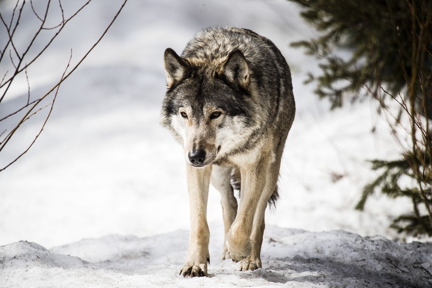 Susi kiihdytti keskiviikkona keskustelua eduskunnassa. Näkökulmaerojen ohella mukana oli myös vaihtoehtoisia totuuksia ja syytteitä salaliitosta. Kuva Ranuan eläinpuistosta.