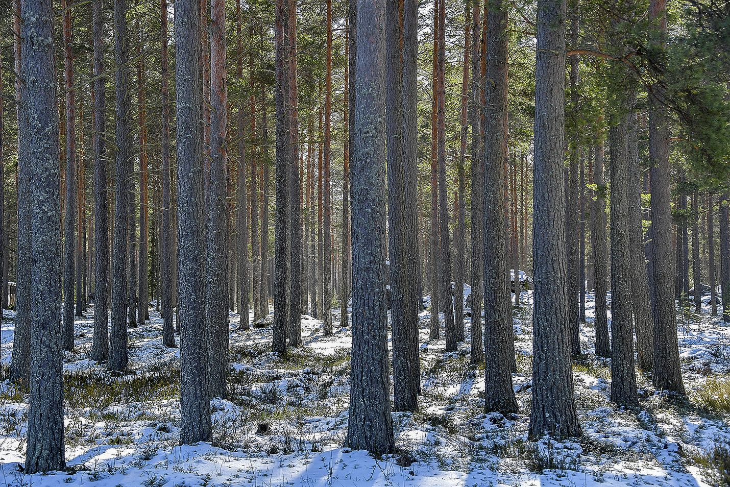 Kirjoittajan mukaan vanhat metsät sitovat huonosti hiilidioksidia.