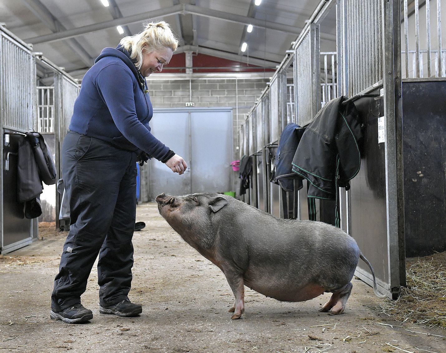 9-vuotias minipossu Hermanni on itsetietoinen, herkkuja rakastava elämännautiskelija, joka asuu Ratsastuskeskus Baldurin tallissa. Se on myös älykäs oppimaan. Emäntänsä Piia Leppäsen mukaan istumaan se oppi muutamasta herkusta.