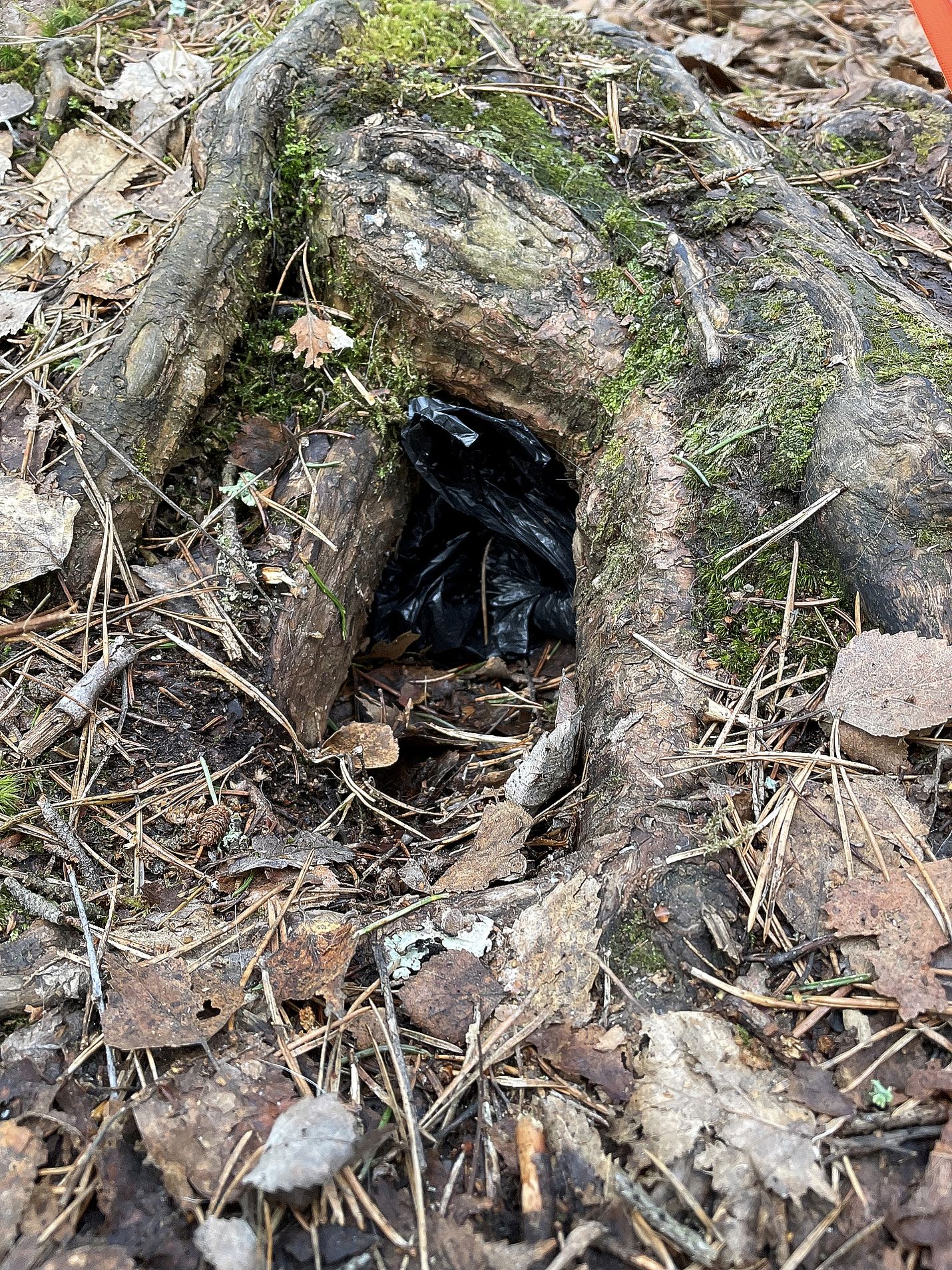 Koirankakkapussi oli piilotettu ovelasti juurakon koloon. 