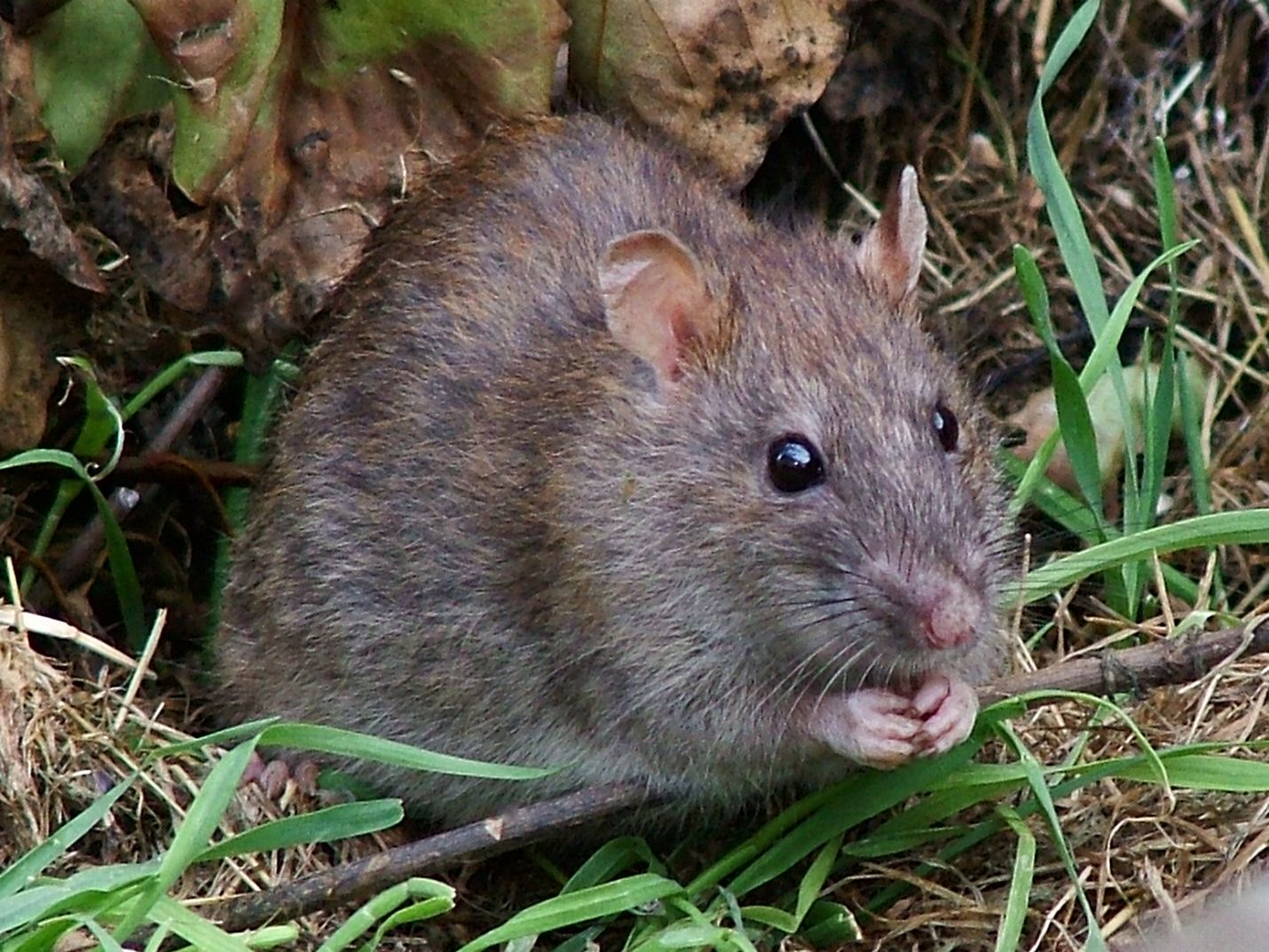 Rotille näyttää löytyvän hyvin ruokaa muun muassa Vanhassa Raumassa. Arkistokuva.