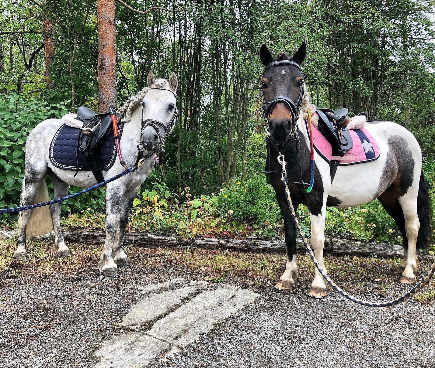 Lähdepellon ratsastuskoulun ponit Rio (vas.) ja Kiki toimivat Eurajoen paikallisraveissa ilmaisen talutusratsastuksen ratsuina. 