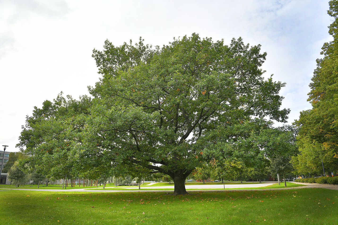 Onko Rauman kaunen puu kenties tämä Parpansalin tammi. Nyt voit ehdottaa omaa suosikkiasi kauneimmaksi puuksi.