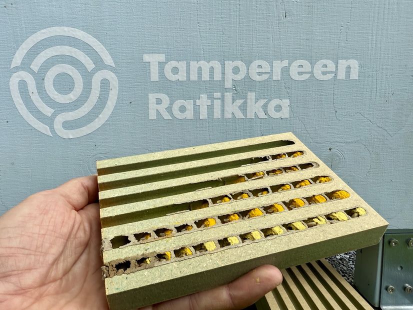 Mehiläisten toukkia mehiläishotellin moduulissa.