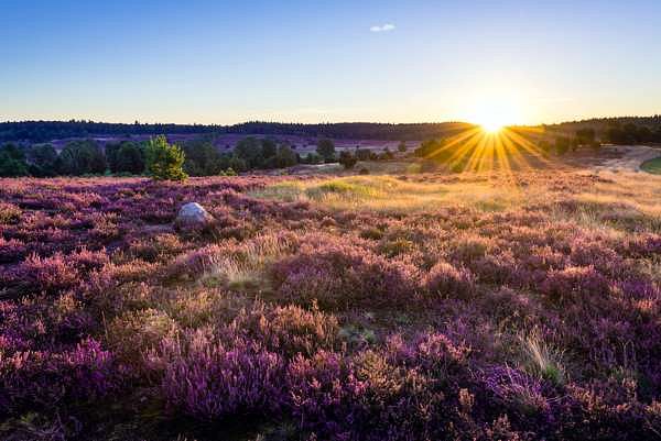 Eine echte Naturschönheit: die Lüneburger Heide