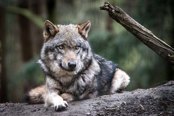 Ein Wolf im Wildpark Schwarze Berge