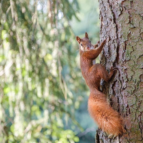 Die 5 häufigsten Tiere bei Center Parcs & ihr Herbst-Verhalten