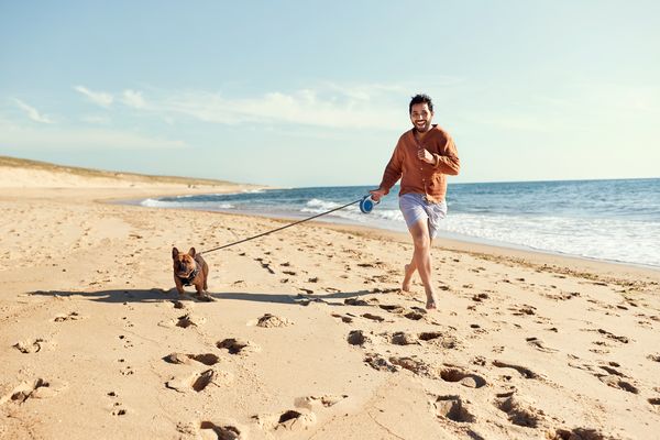 Karte ohne Leinenzwang Zeeland ganzjährig Nordsee Zandvoort Ouddorp