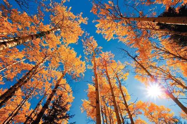 6 Tipps für optimale Herbstfotos