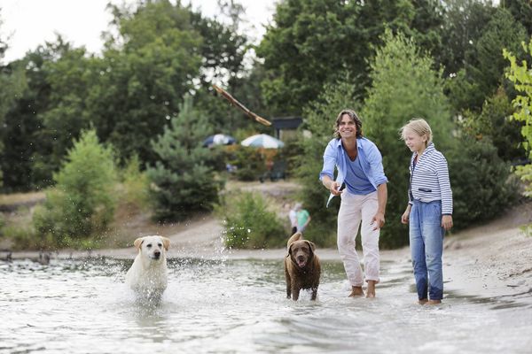 Die schönsten Strände mit Hund in Holland 