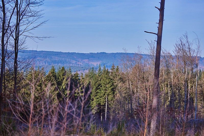Panorama de forêt de conifères et d’arbres dénudés au premier plan, avec des collines boisées au loin sous un ciel bleu clair.